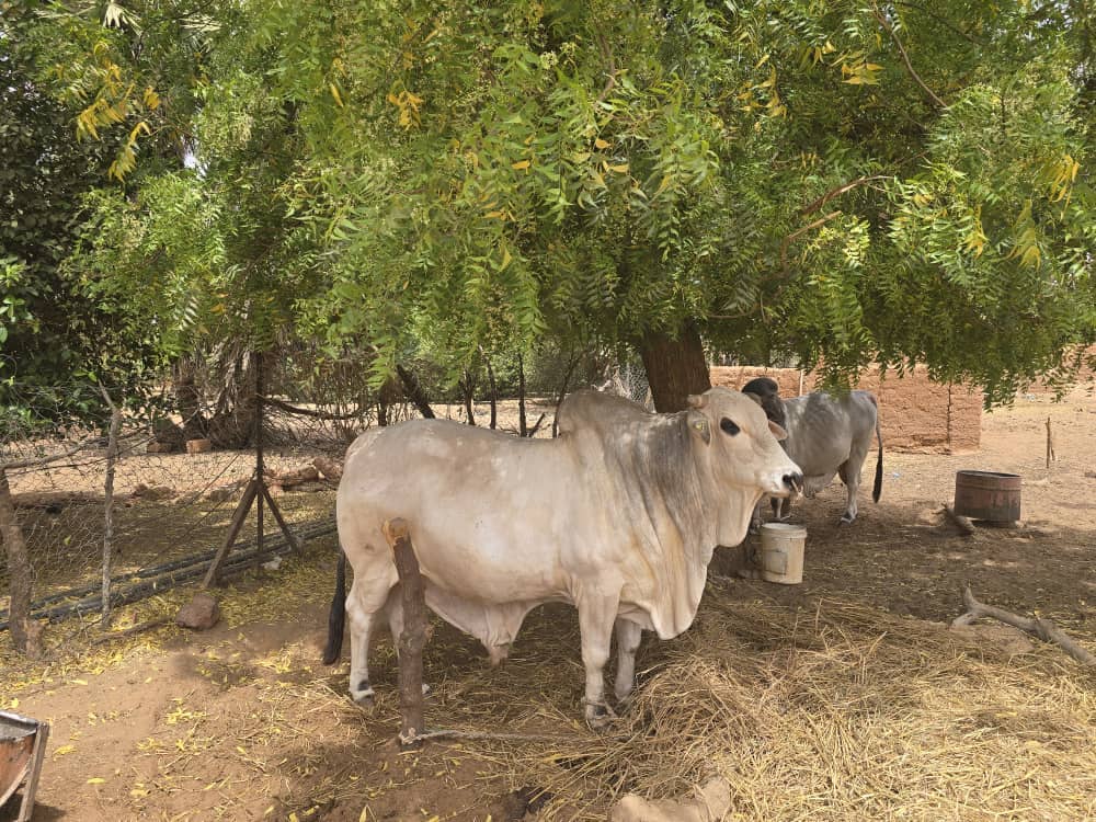 Production végétale
